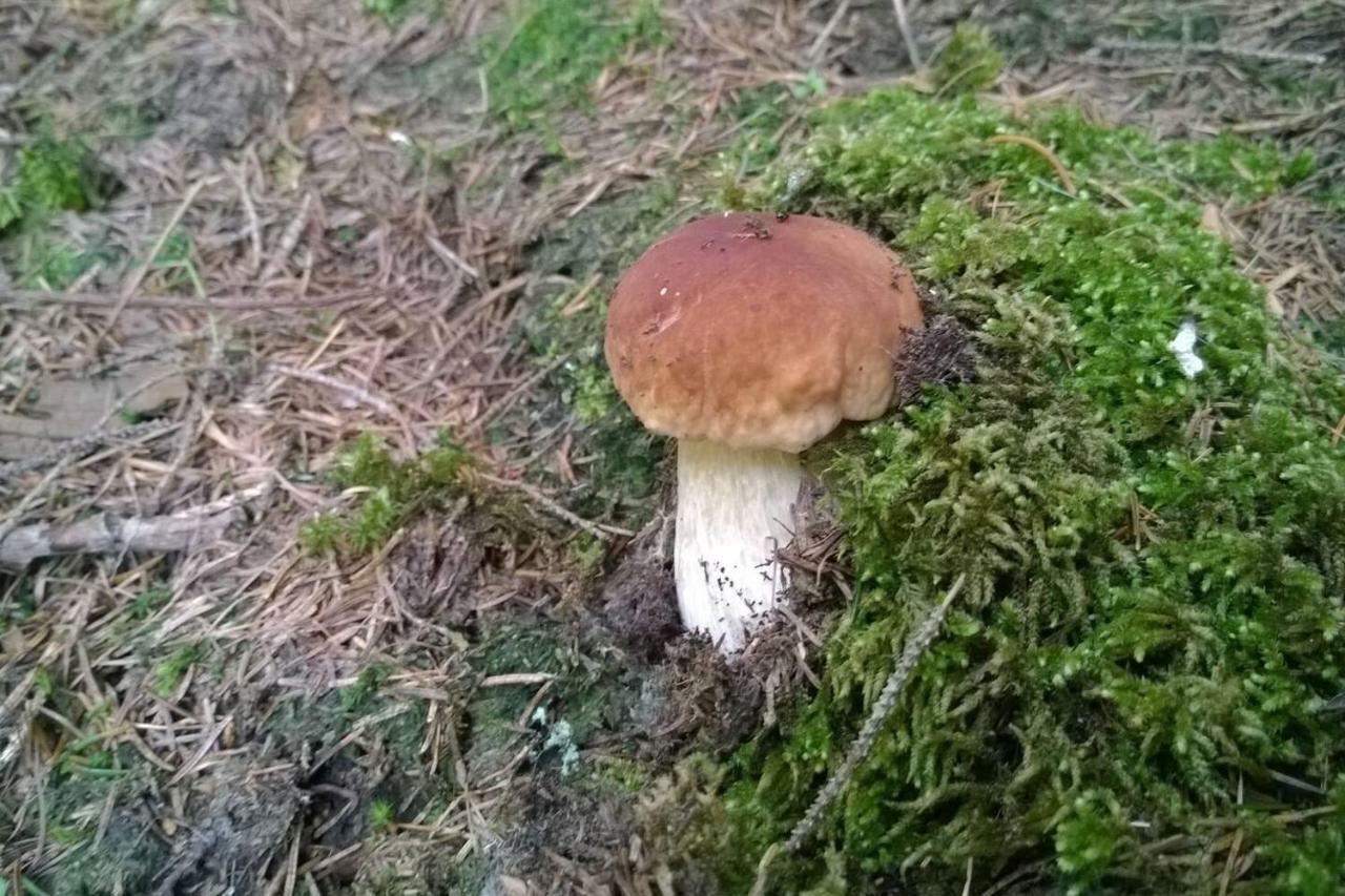 Pool, Pokale, Sauna, Billard, Kirche U. Viel Natur Vordernberg Zewnętrze zdjęcie